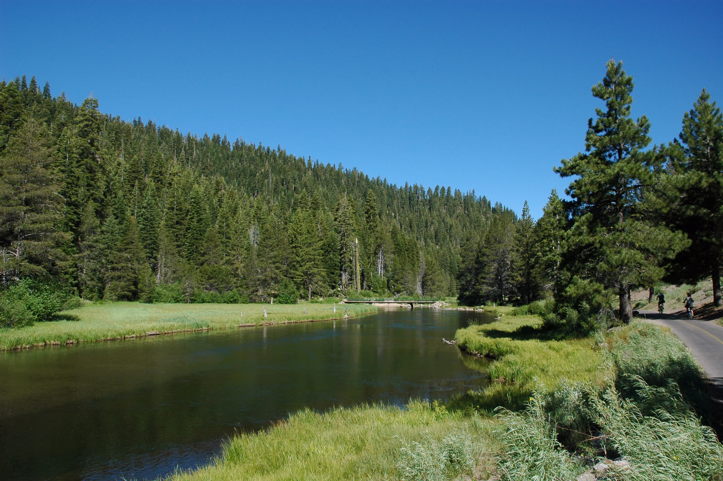 The Truckee River flowing past pines and wetlands near Tahoe City
